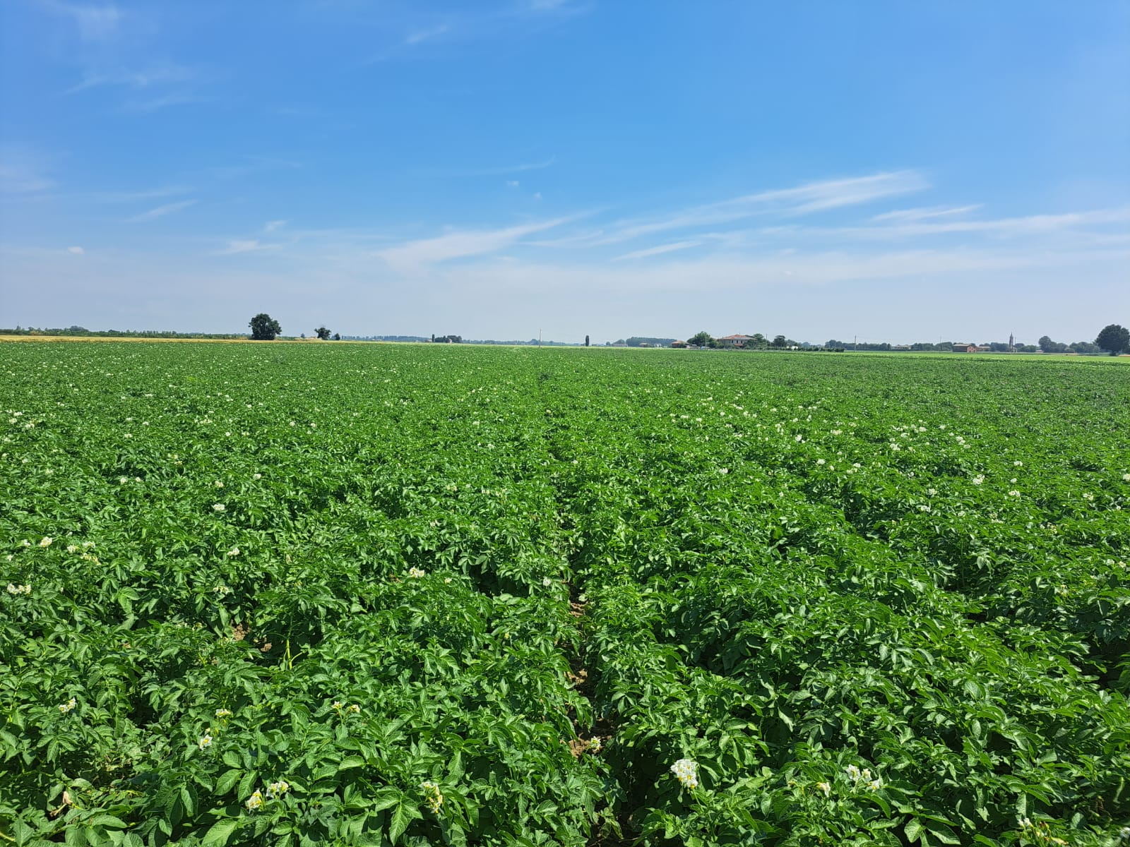Potatoes Forever!: la sostenibilità parte dalla ricerca